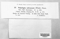 Polystigma ochraceum image
